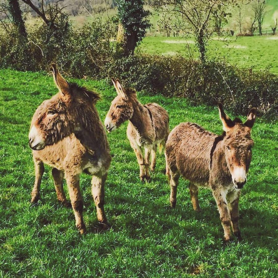 Gites Les Demeures De Valette Azay-le-Brule Bagian luar foto