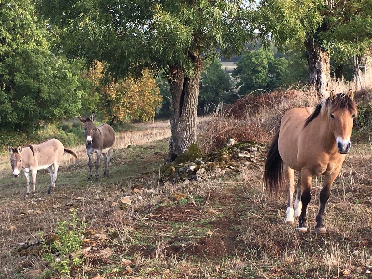 Gites Les Demeures De Valette Azay-le-Brule Bagian luar foto
